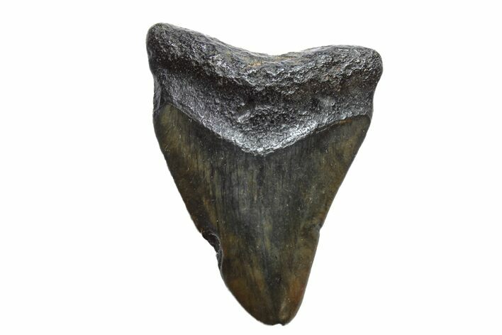 Bargain, Megalodon Tooth - North Carolina #152882